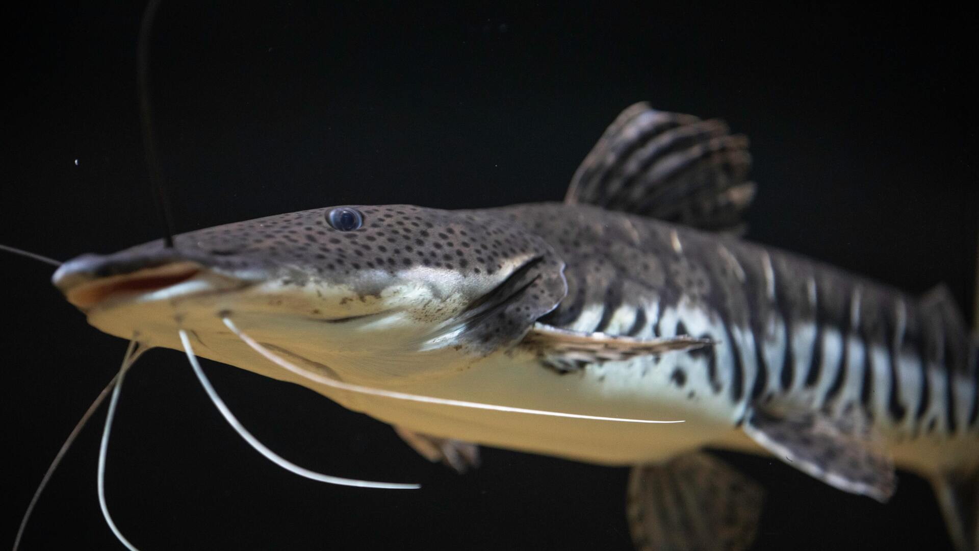 20220806 RW-RUS PHO  924